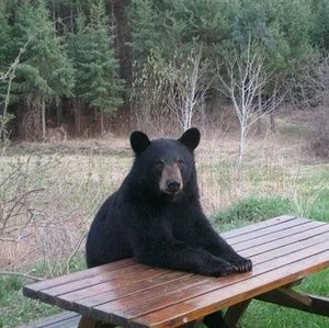 Meet your Posher, Thomas